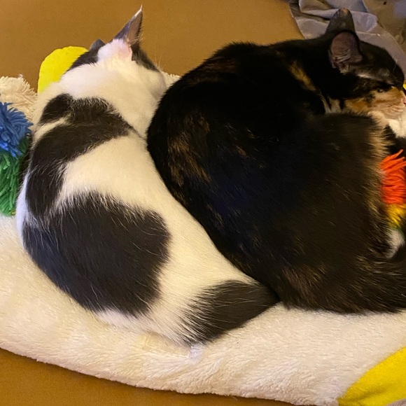 Meet your Posher, Haggar - Picture 1 of 1